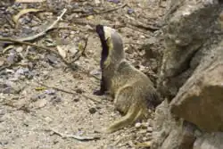 Brown and black mustelid on rocks