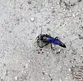 An organ pipe wasp gathering mud in South Carolina