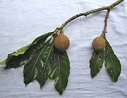 Leaves and fruits