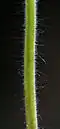 Hairy stem of Geranium molle