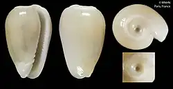 Gibberula infundibulum