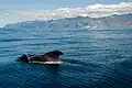 Short-finned pilot whale off Tenerife