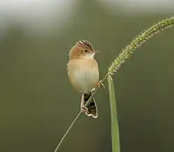 The golden-headed cisticola on a plant, facing so that its underside is exposed