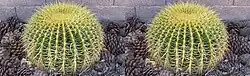 Stereoscopic crossview of a golden barrel cactus