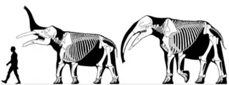 Skeletons of two species of the gomphothere Gomphotherium