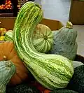 Variety 'green striped cushaw' harvested at full maturity as a winter squash.