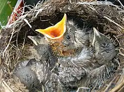 Nest and chicks