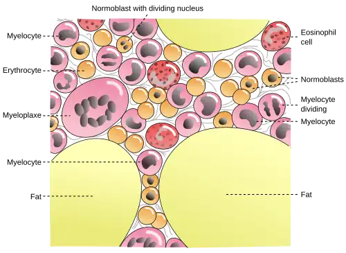 Cells in bone marrow