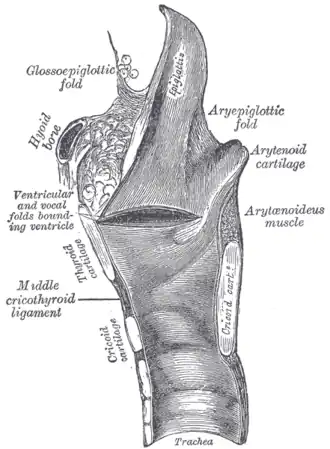 Sagittal section of the larynx and upper part of the trachea.