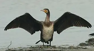 Great cormorant at Ponnani, Malappuram, Kerala, India