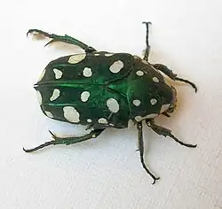 Protaetia alboguttata