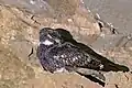Grey Nightjar in Khonoma, Nagaland, India