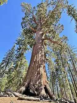 Sequoia tree known as "Grizzly Giant" located in Mariposa Grove, Yosemite National Park - June 2022