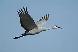 A Sandhill Crane