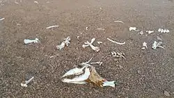 The remains of a guanaco scattered in the Atacama Desert, southwest of Cerro Paranal: The only intact section of skin is the thicker skin around the neck