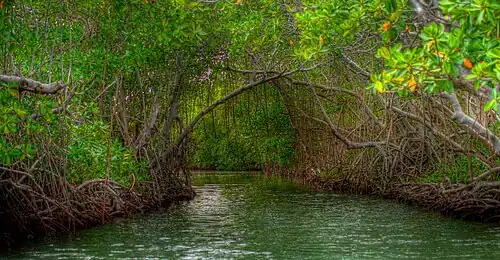 Guánica mangroves