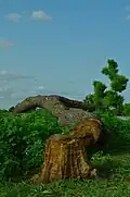 Fell down tree in Gujba Forest reserve