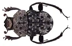 Gymnopleurus gemmatus