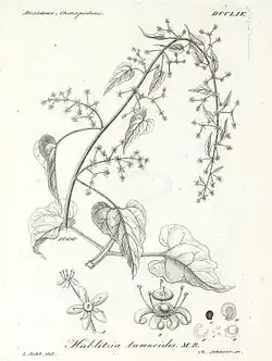 Hand drawn illustration of Hablitzia Tamnoides