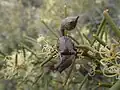 Hakea preissii fruit
