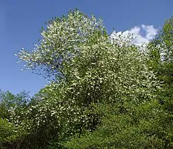 H. tetraptera var. monticola