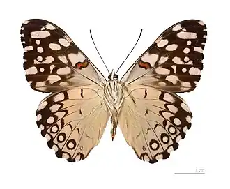 underside, (MHNT specimen)