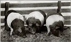 three white-saddled black pigs facing the camera