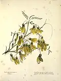 Sophora tetraptera (kowhai)