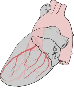 Heart left lateral coronaries diagram