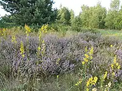 Heath on the Kraków-Częstochowa Upland in Poland