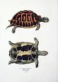 Greek tortoise from "Naturgeschichte und Abbildungen Der Reptilien"