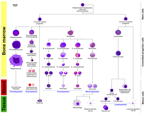 Hematopoiesis