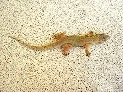 Hemidactylus mabouia, a tropical gecko, in Dominica