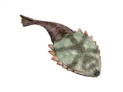 Hibernaspis macrolepis