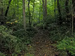 The Highland Rim Trail in mid-Summer