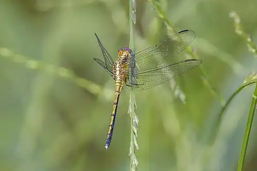 Highland skimmer (Orthetrum machadoi) female Nyamebe Bepo.jpg