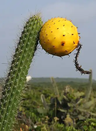 Higo chumbo on Mona Island
