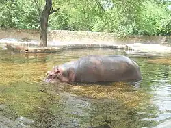 Hippopotamus