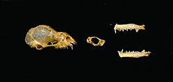 Bat skull bones