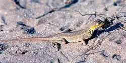 Keeled earless lizard (Holbrookia propinqua), municipality of Soto La Marina, Tamaulipas, Mexico (20 May 2002).