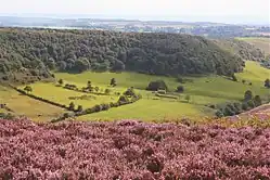 Hole of Horcum from the North with flowering heather in the foreground, August 2017