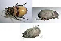 Holotrichia reynaudi