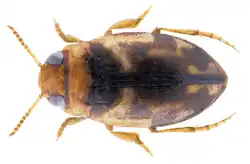 Hydroglyphus inconstans