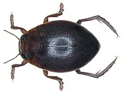 Hyphydrus ovatus