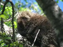 A porcupine in Lincoln County's New Wood State Wildlife Area