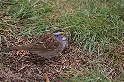 White-throated sparrows prefer to forage on the ground.