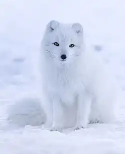 Arctic fox (Vulpes lagopus)