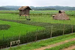 Pit dwelling and restored red rice field