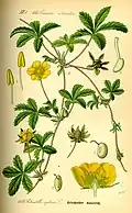 Creeping cinquefoil, Potentilla reptans