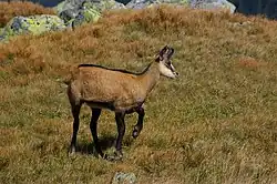 A Tatra chamois